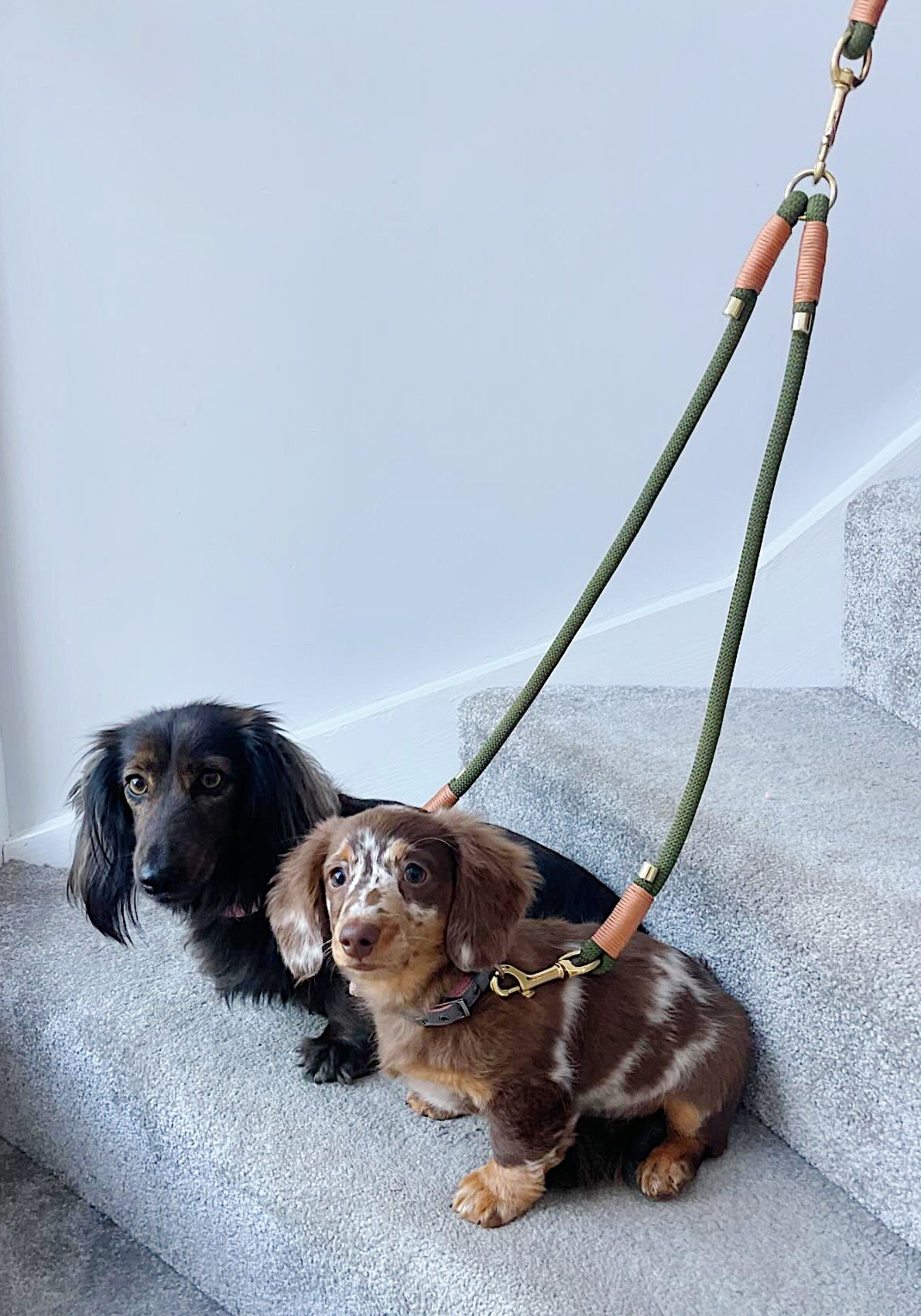 Dual Dog Lead Splitter