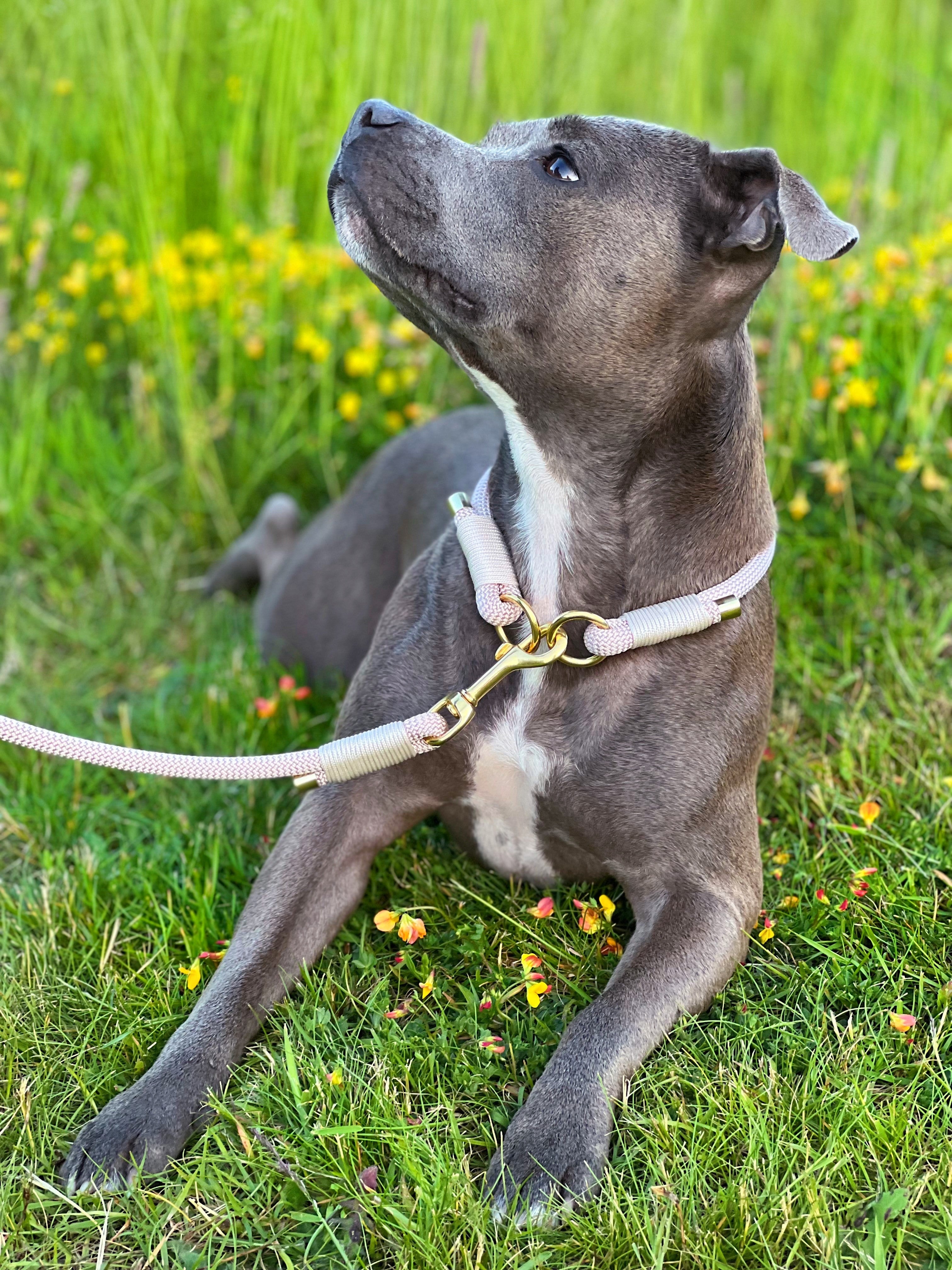 Rope collar and clearance leash